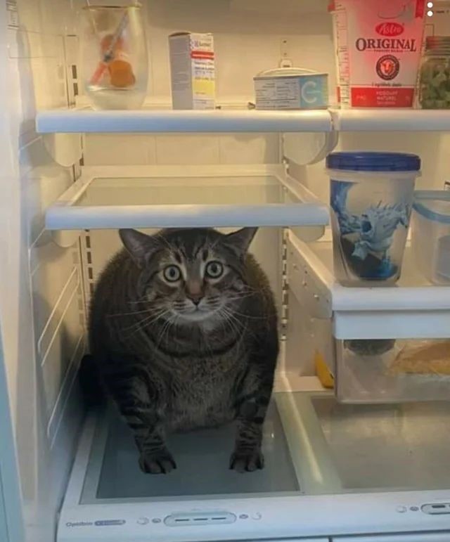 FridgeCat